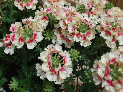 Lanai Verbena Vintage Rose 