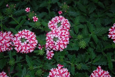 Syngenta Flowers, Inc.: Lanai® Verbena Candy Cane 