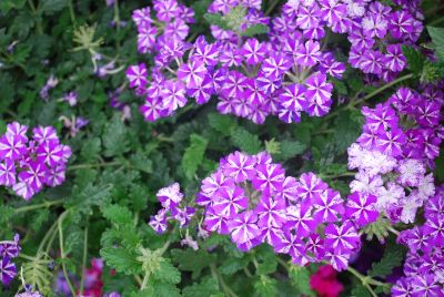 Syngenta Flowers, Inc.: Lanai® Verbena Purple Star 