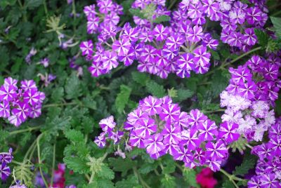 Lanai® Verbena hybrida Purple Star 