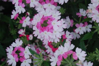 Syngenta Flowers, Inc.: Lanai® Verbena Twister Pink 