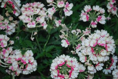 Syngenta Flowers, Inc.: Lanai® Verbena Vintage Rose 