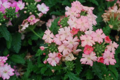 Tuscany® Verbena Peach 