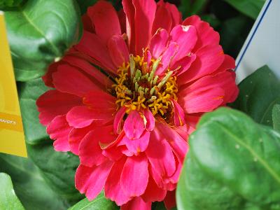 Magellan Zinnia Coral 