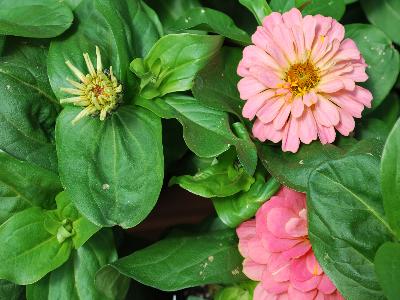 Magellan Zinnia Salmon 