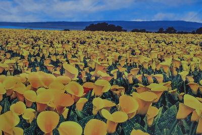 Seen @ Spring Trials 2016.: Welcome to Golden State Bulb Company, Spring Trials 2016, featuring Callafornia® Callas.