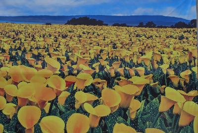 Seen @ Spring Trials 2016.: Welcome to Golden State Bulb Company, Spring Trials 2016, featuring Callafornia® Callas.