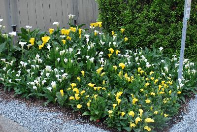 Seen @ Spring Trials 2016.: Welcome to Golden State Bulb Company, Spring Trials 2016, featuring Callafornia® Callas.