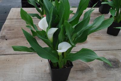  Calla Lily Zantedeschia aethiopica Crystal Blush 