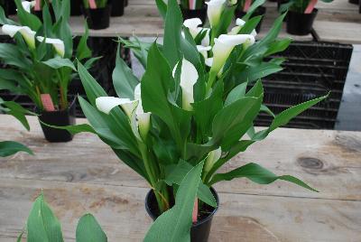  Calla Lily Zantedeschia aethiopica Crystal Blush 