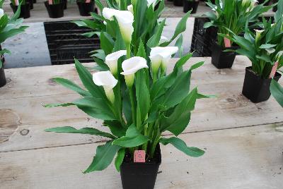  Calla Lily Zantedeschia aethiopica Crystal Blush 