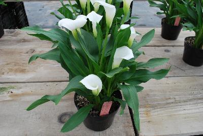 Calla Lily  'Crystal Blush'