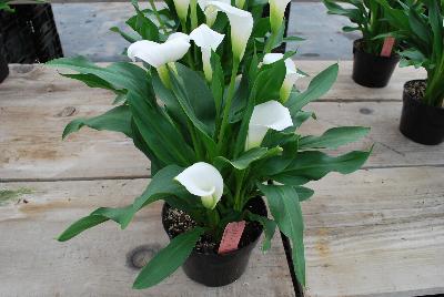 Calla Lily  'Crystal Blush'