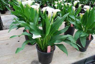  Calla Lily Zantedeschia aethiopica Crystal Blush 