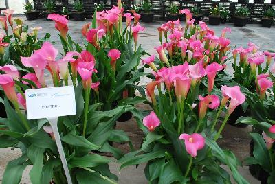    Zantedeschia aethiopica : From Golden State Bulb Company, Spring Trials 2016, featuring Callafornia® Callas.  Showing varied trials and controls using varied rates of gibberellic acid to control plant size.