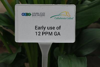    Zantedeschia aethiopica : From Golden State Bulb Company, Spring Trials 2016, featuring Callafornia® Callas.  Showing varied trials and controls using varied rates of gibberellic acid to control plant size.