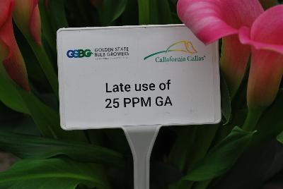   Zantedeschia aethiopica : From Golden State Bulb Company, Spring Trials 2016, featuring Callafornia® Callas.  Showing varied trials and controls using varied rates of gibberellic acid to control plant size.
