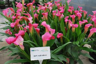    Zantedeschia aethiopica : From Golden State Bulb Company, Spring Trials 2016, featuring Callafornia® Callas.  Showing varied trials and controls using varied rates of gibberellic acid to control plant size.