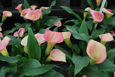 Callafornia Callas® Calla Lily Zantedeschia aethiopica Peach Pizazz