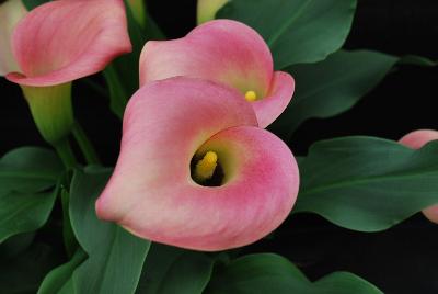 Callafornia Callas® Calla Lily Zantedeschia aethiopica Peach Pizazz