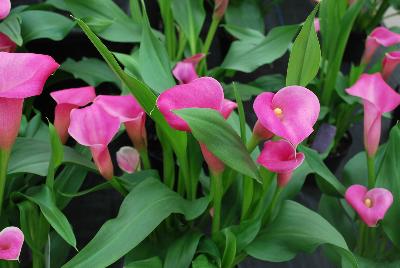 Callafornia Callas® Calla Lily Zantedeschia aethiopica Lip Gloss