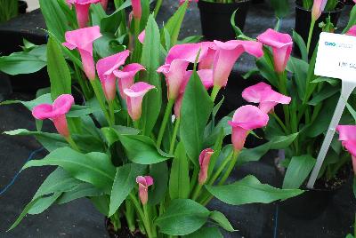 Calla Lily Callafornia Callas® 'Lip Gloss'