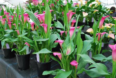 Calla Lily Callafornia Callas® 'Lip Gloss'