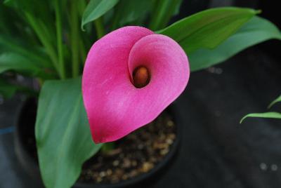 Calla Lily Callafornia Callas® 'Lip Gloss'