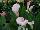 Golden State Bulb Growers: Calla Lily Zantedeschia aethiopica 'Strawberry Blush' 
