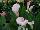 Callafornia Callas® Calla Lily Zantedeschia aethiopica Strawberry Blush 
