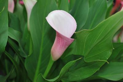 Calla Lily Callafornia Callas® 'Strawberry Blush'