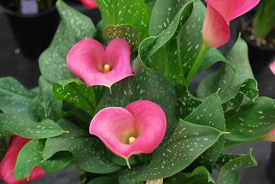 Calla Lily Callafornia Callas® 'Peppermint Twist'