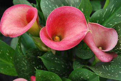 Calla Lily Callafornia Callas® 'Peppermint Twist'