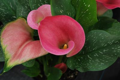 Calla Lily Callafornia Callas® 'Peppermint Twist'