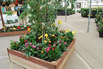Seen @ Spring Trials 2016.: From Golden State Bulb Company, Spring Trials 2016, featuring Callafornia® Callas, in a simple, above-ground bed.
