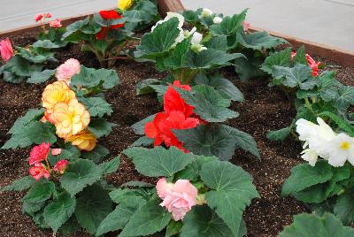 Seen @ Spring Trials 2016.: From Golden State Bulb Company, Spring Trials 2016, featuring AmeriHybrid® Begonias in a raised bed.