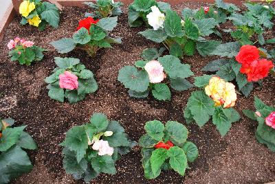 Seen @ Spring Trials 2016.: From Golden State Bulb Company, Spring Trials 2016, featuring AmeriHybrid® Begonias in a raised bed.