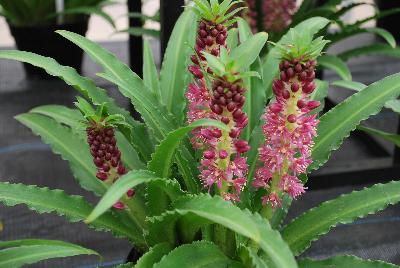 Eucomis Aloha Lily® 'Leia'