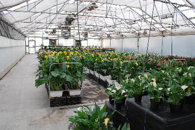 Seen @ Spring Trials 2016.: From Golden State Bulb Company, Spring Trials 2016, featuring Callafornia® Callas.  Available in varied colors, here showing cut flower trials and displays.