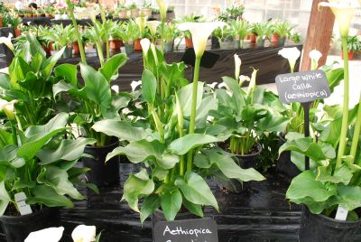  Aethiopica Large White Calla 