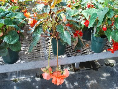 Golden State Bulb Growers: AmeriHybrid Begonia Apricot 