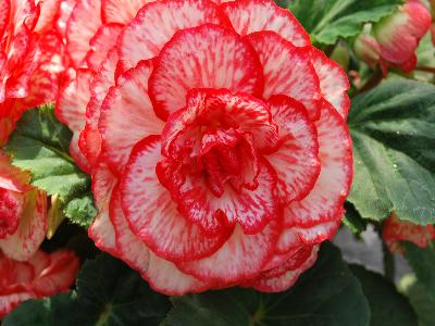 Begonia AmeriHybrid 'Picotee Flamenco'