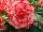 Golden State Bulb Growers: Begonia  'Picotee Flamenco' 