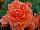 Golden State Bulb Growers: Begonia  'Picotee Lace Apricot' 