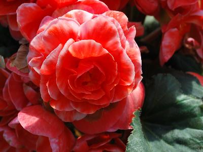 Golden State Bulb Growers: AmeriHybrid Begonia Picotee Lace Scarlet 