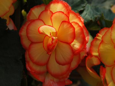 Begonia AmeriHybrid 'Picotee Sunburst'