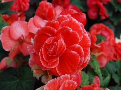 Golden State Bulb Growers: Begonia Picotee AmeriHybrid