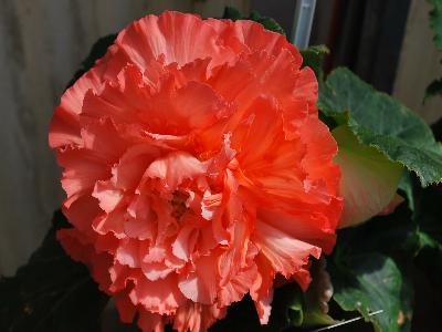 Begonia AmeriHybrid 'Ruffled Mandarin'