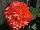 AmeriHybrid Begonia Ruffled Mandarin 