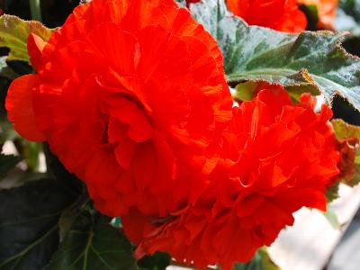 Begonia AmeriHybrid 'Ruffled Orange'